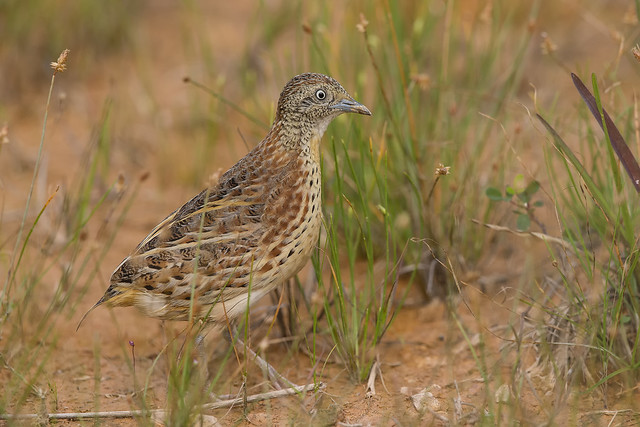 Image of Small Buttonquail