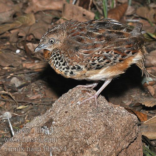 Image of Hottentot Buttonquail
