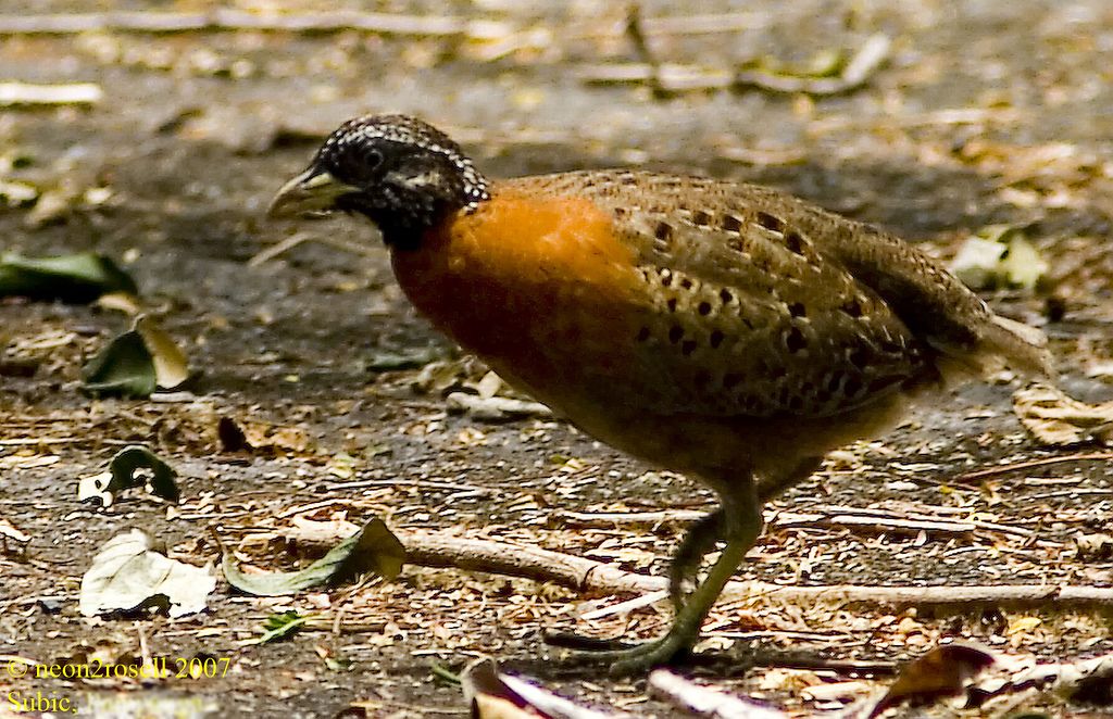 Image of Spotted Buttonquail