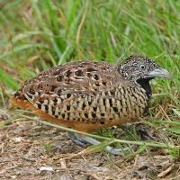Image of Barred Buttonquail (Female)