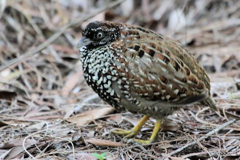 Image of Black-breasted Buttonquail