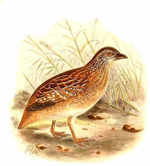 Image of Chestnut-backed Buttonquail