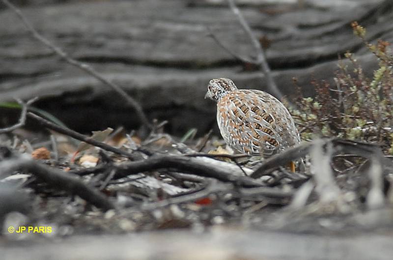 Image of Painted Button-quail