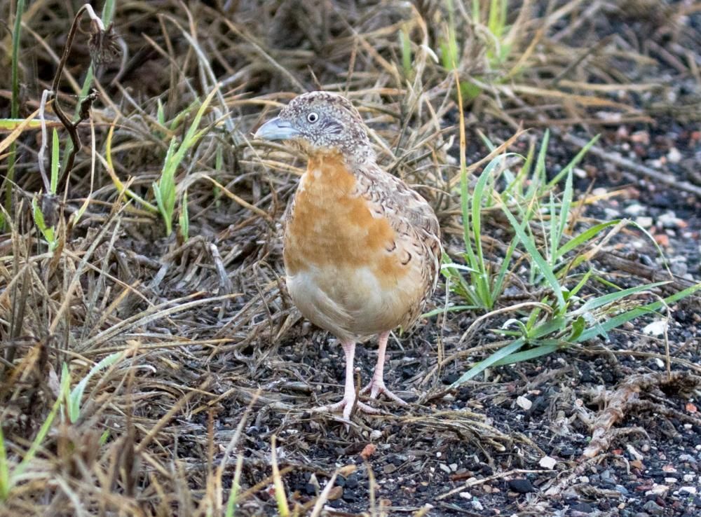 Image of Red-chested Buttonquail