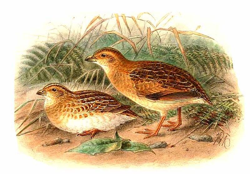 Image of Little Buttonquail