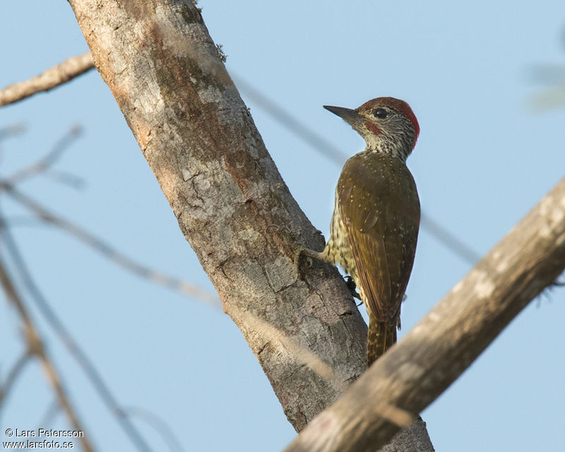 Image of Mombasa Woodpecker