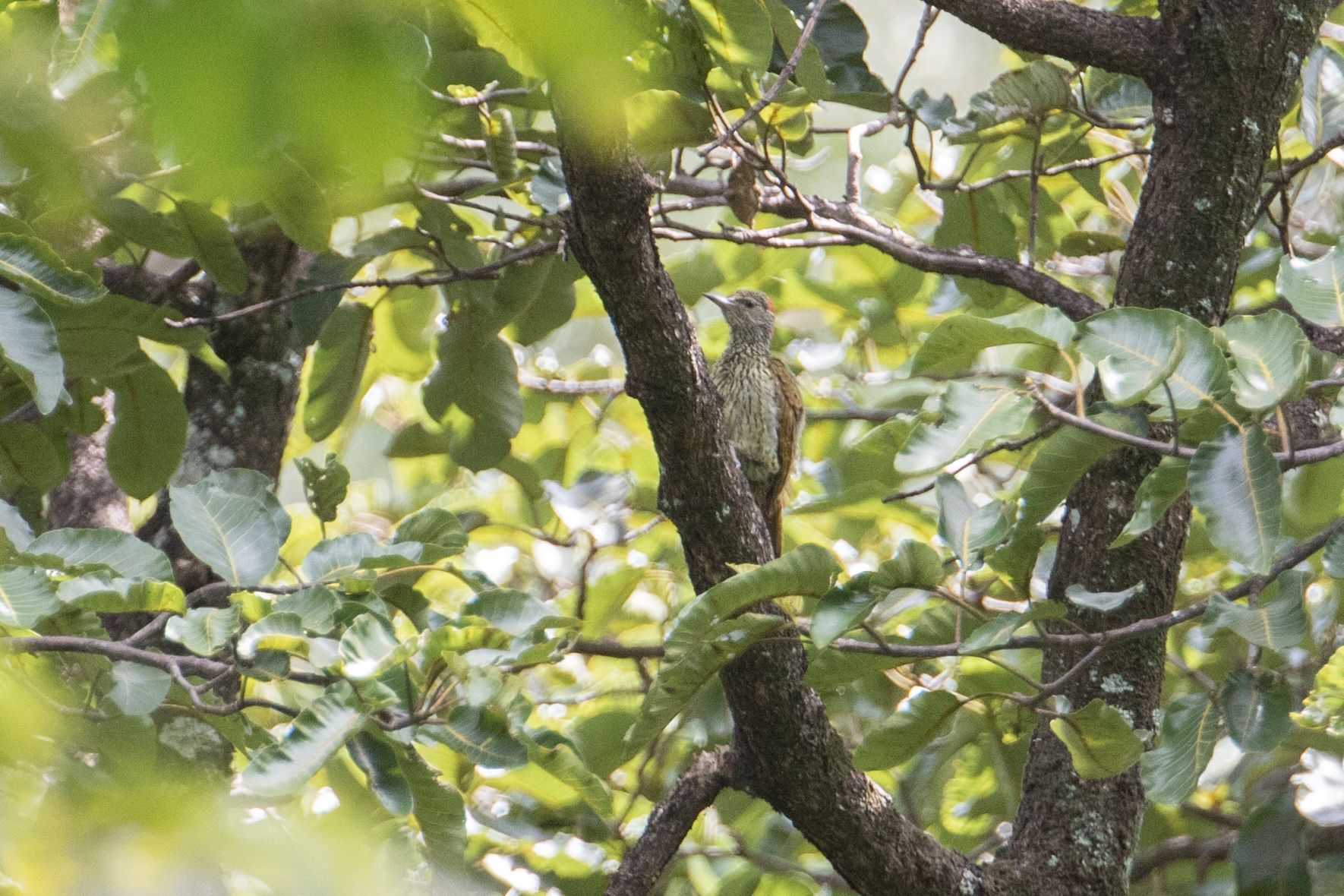 Image of Mombasa Woodpecker