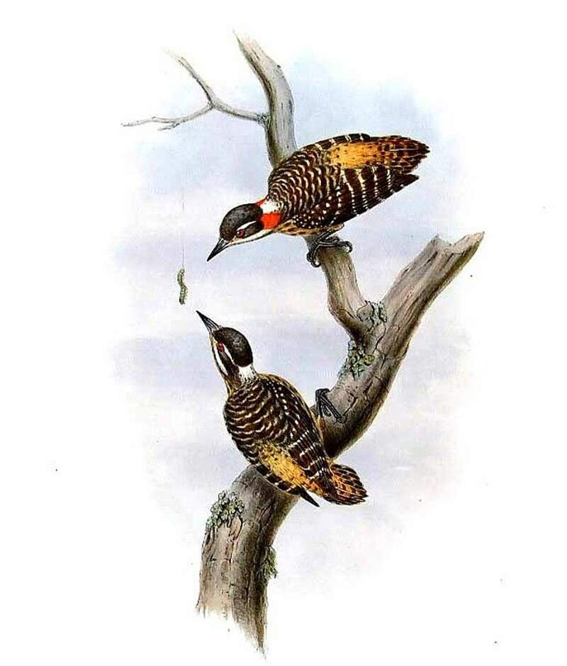 Image of Sulawesi Woodpecker