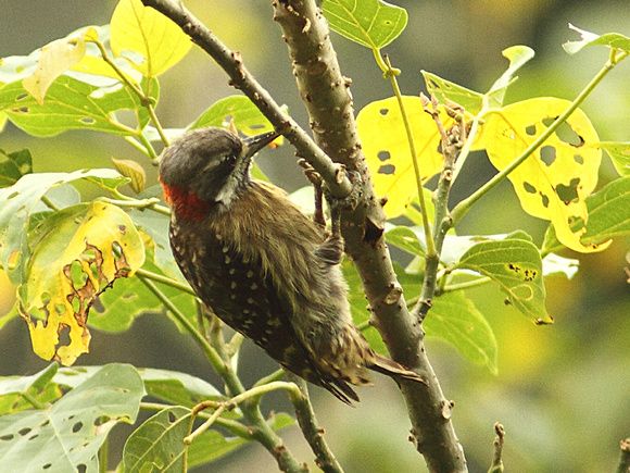 Image of Sulawesi Pygmy Woodpecker