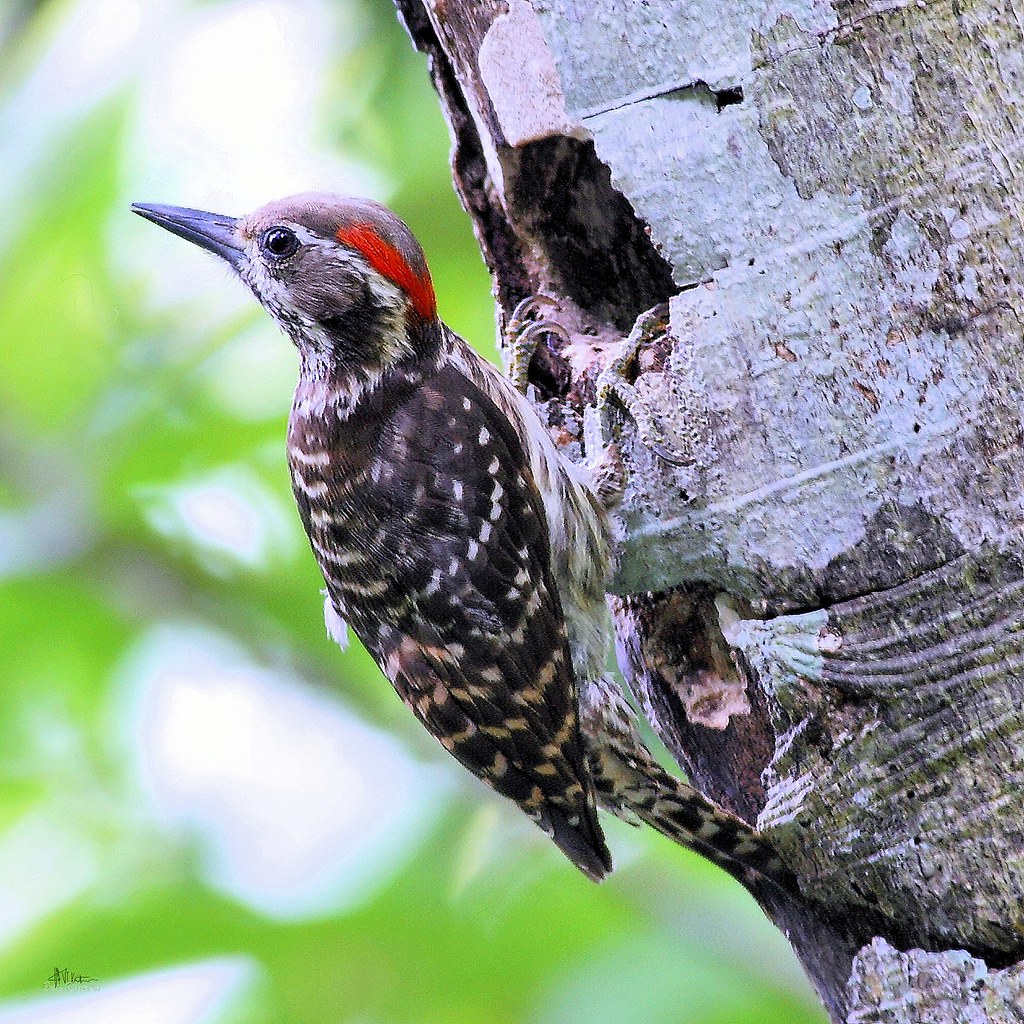 Image of Philippine Pygmy Woodpecker