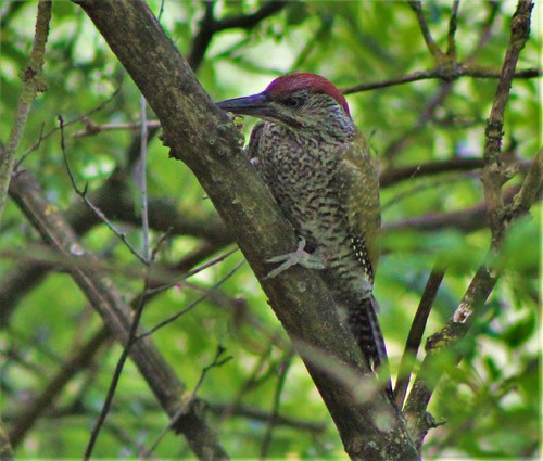 Image of Indian Pygmy Woodpecker