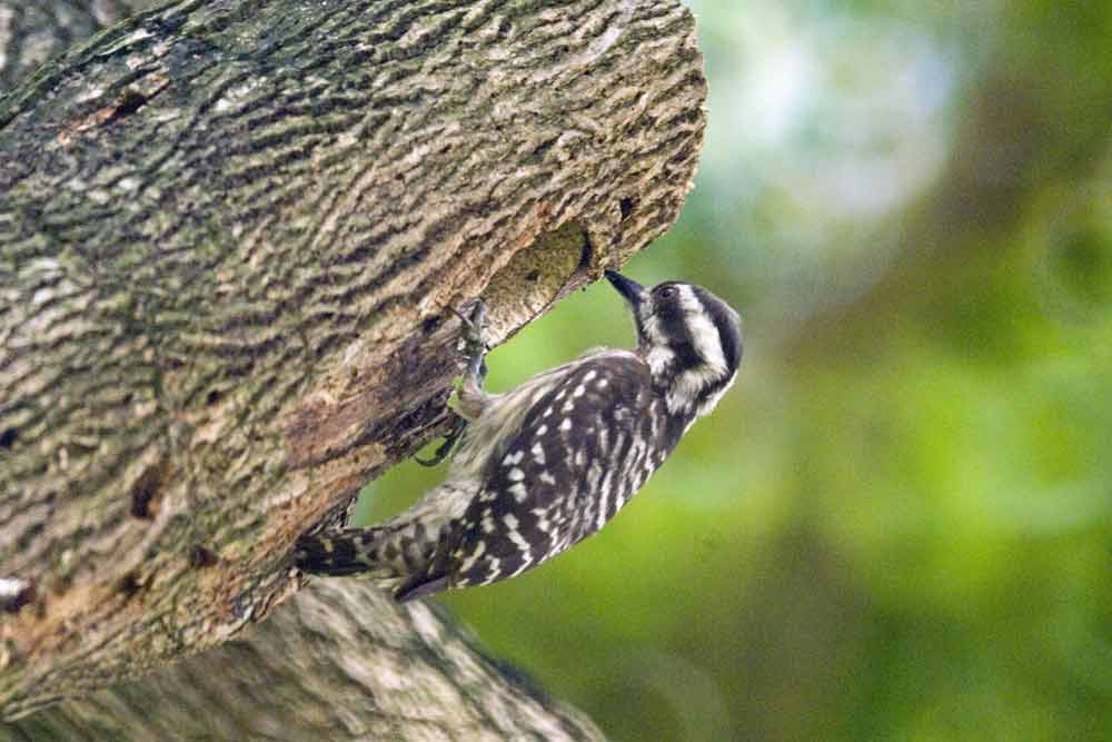 Image of Brown-capped Woodpecker