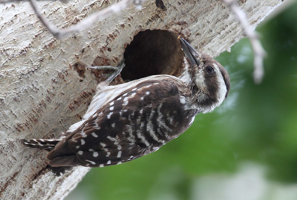 Image of Indian Pygmy Woodpecker