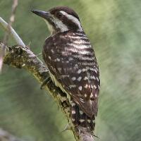 Image of Sunda Woodpecker