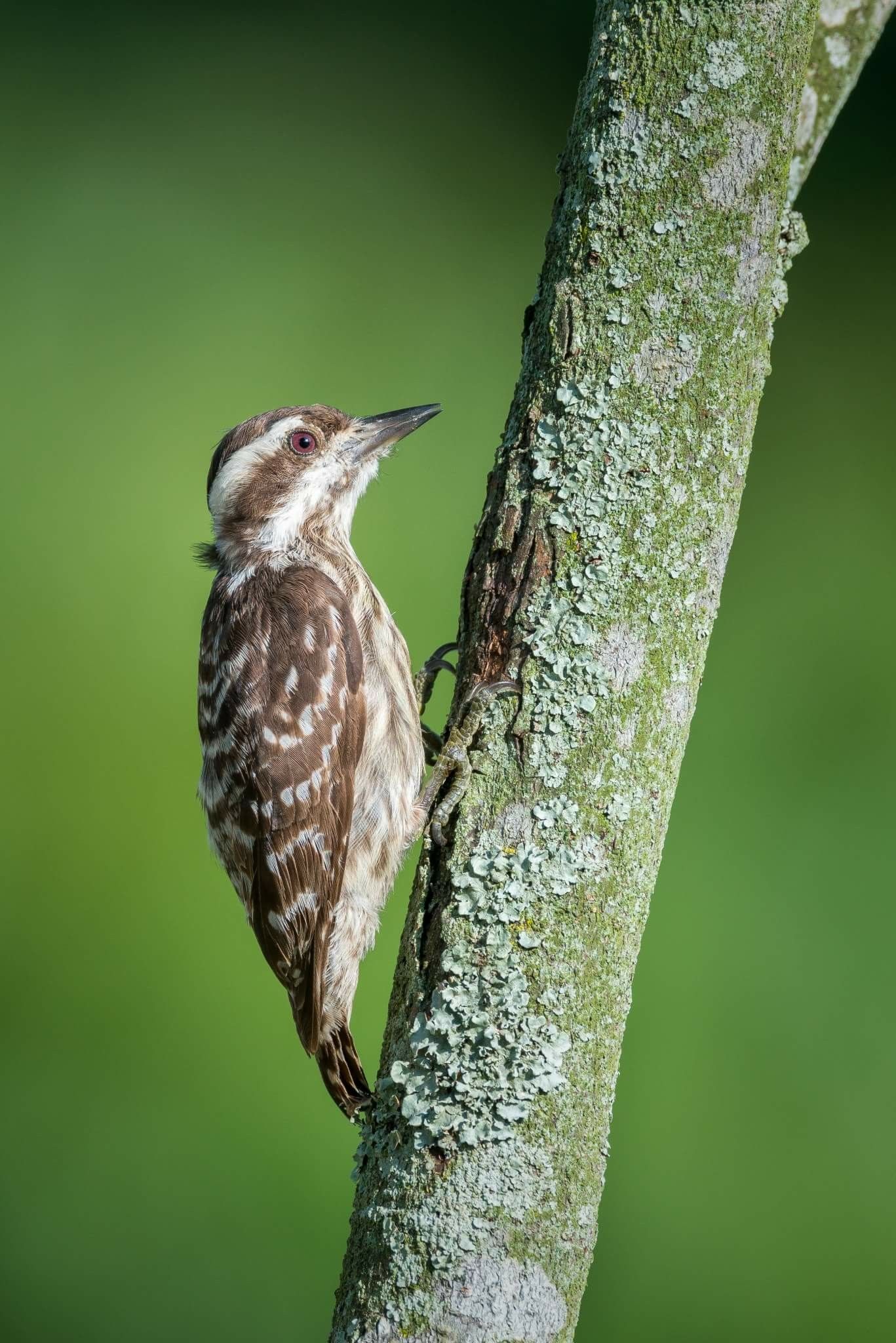 Image of Sunda Pygmy Woodpecker