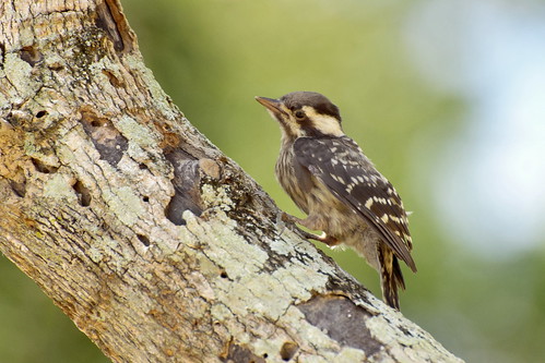 Image of Sunda Woodpecker