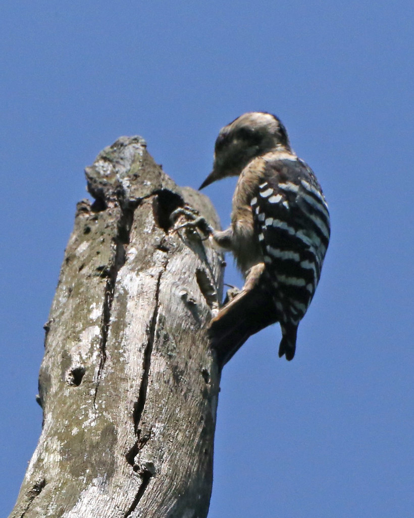 Image of Grey-capped Woodpecker