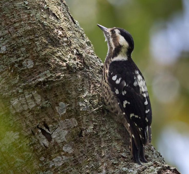 Image of Grey-capped Woodpecker
