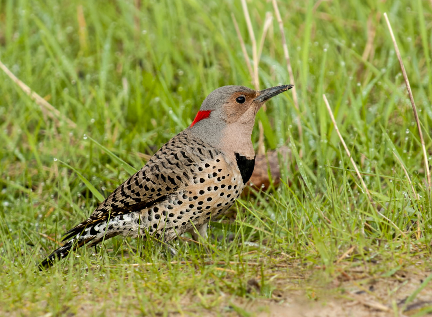 Image of Yellow-shafted Flicker