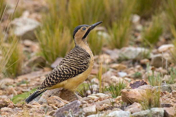 Image of Southern Andean Flicker