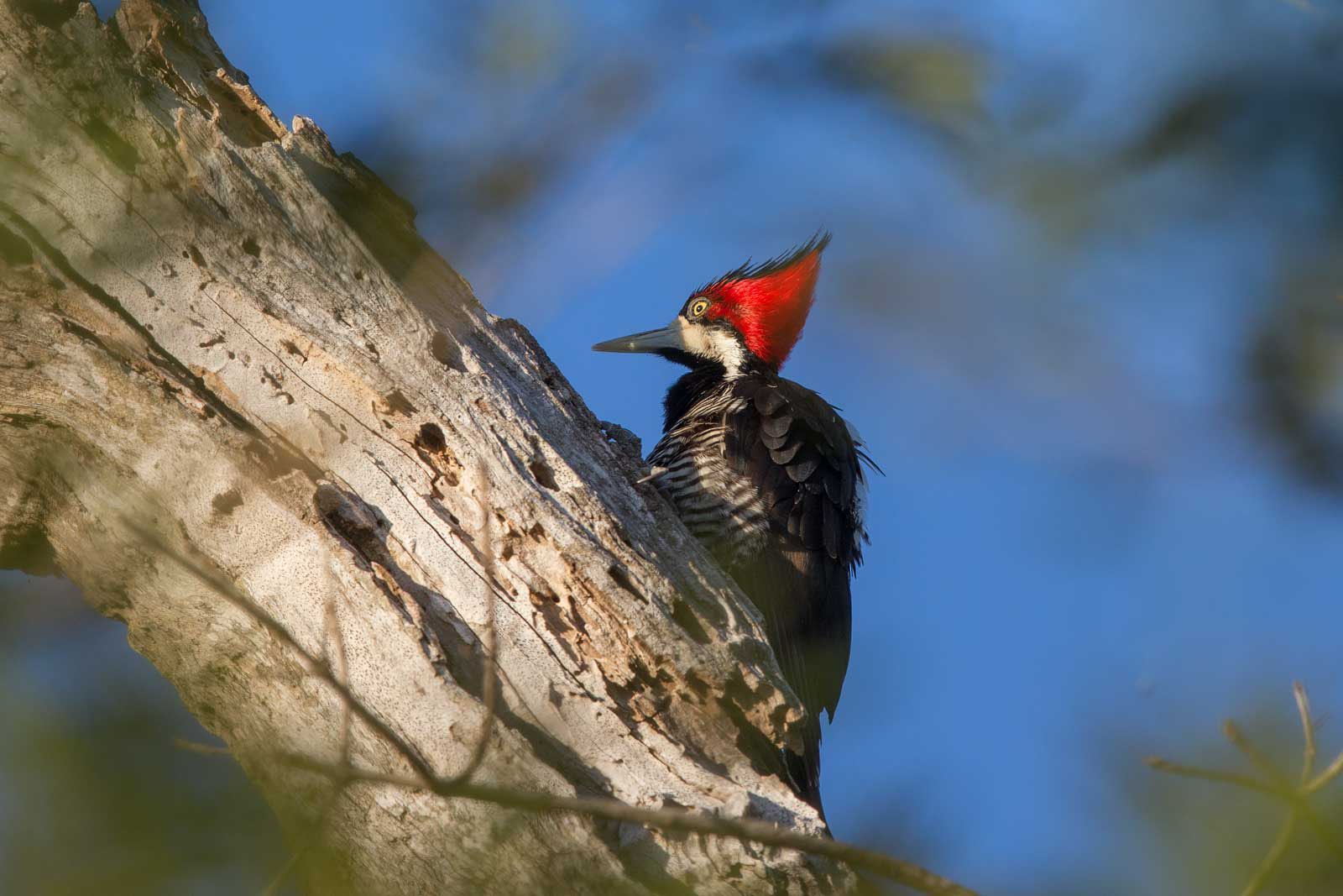 Image of Lineated Woodpecker