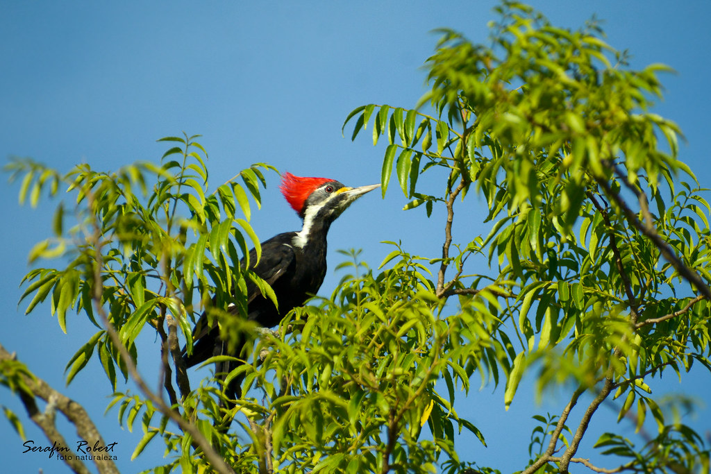 Image of Black-bodied Woodpecker