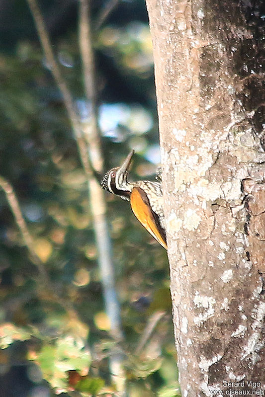Image of Buff-spotted Flameback