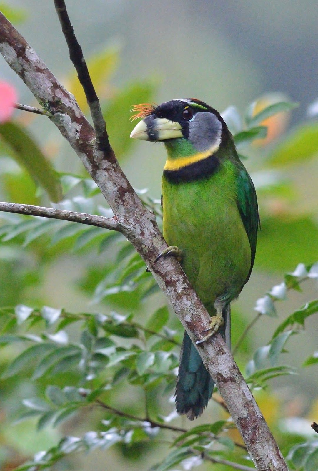 Image of Fire-tufted Barbet