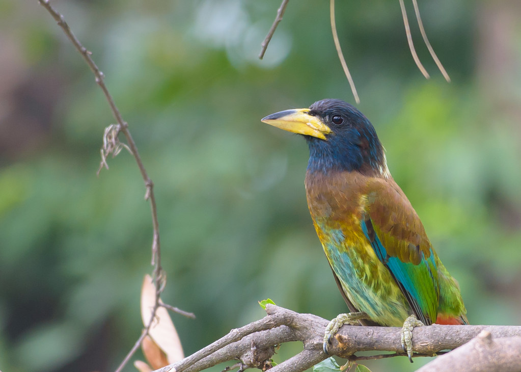 Image of Great Barbet