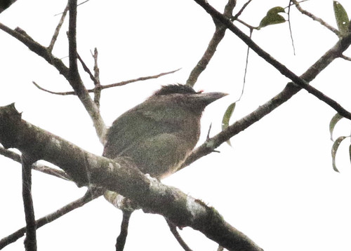 Image of Red-vented Barbet