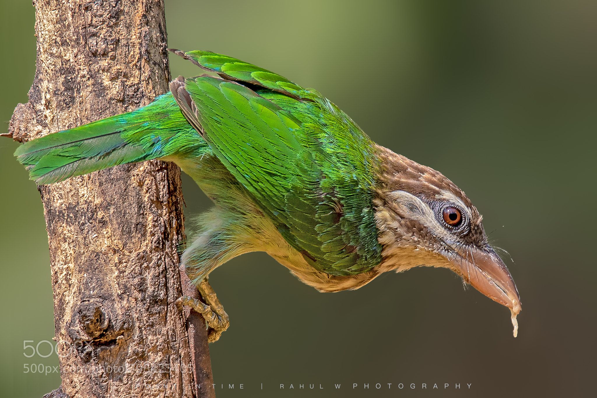 Image of White-cheeked Barbet