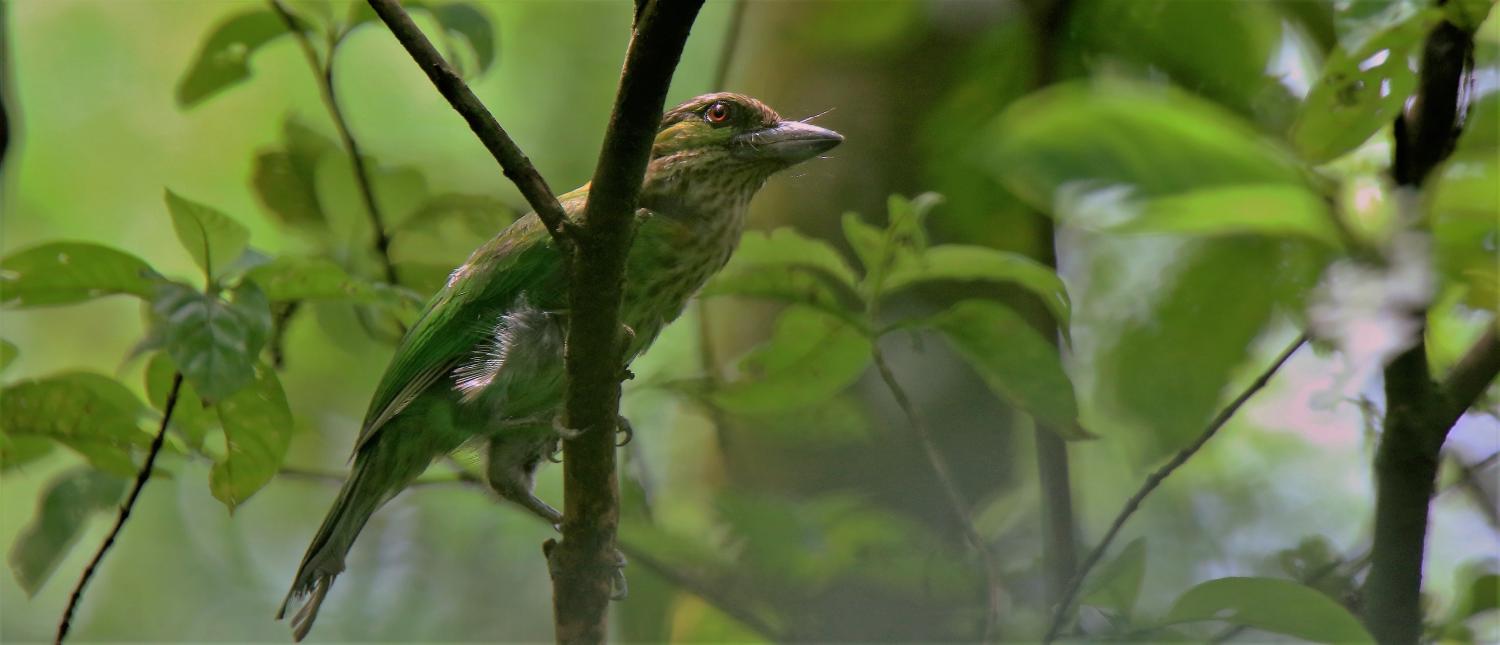 Image of Green-eared Barbet