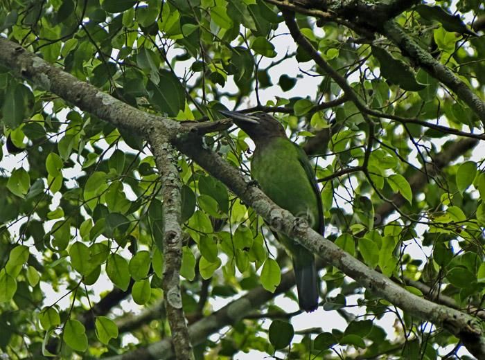 Image of Brown-throated Barbet