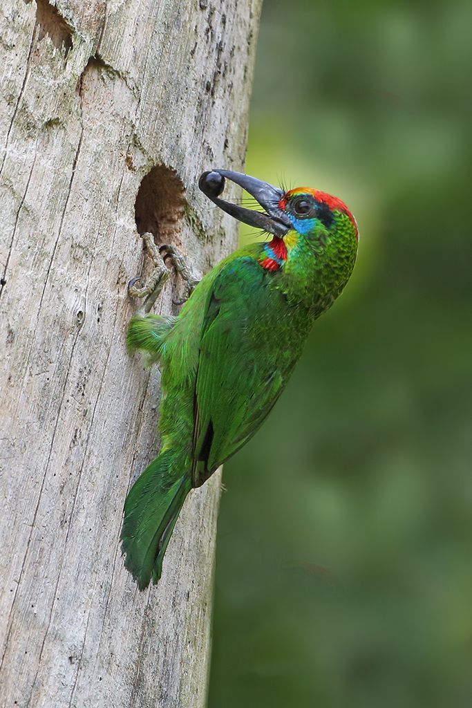 Image of Red-throated Barbet