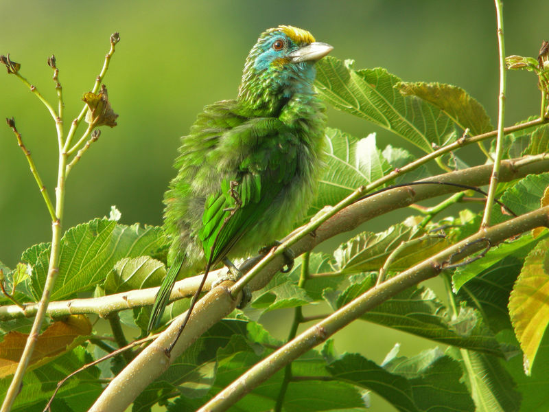 Image of Yellow-fronted Barbet