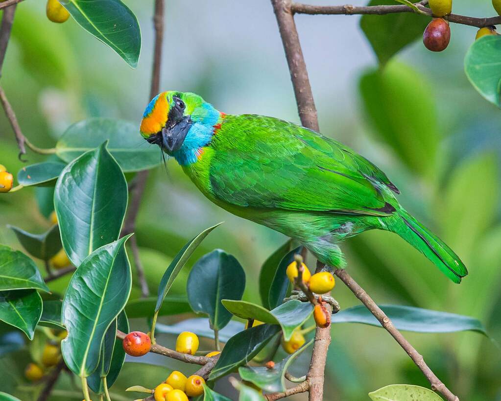 Image of Yellow-crowned Barbet