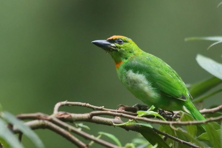 Image of Flame-fronted Barbet