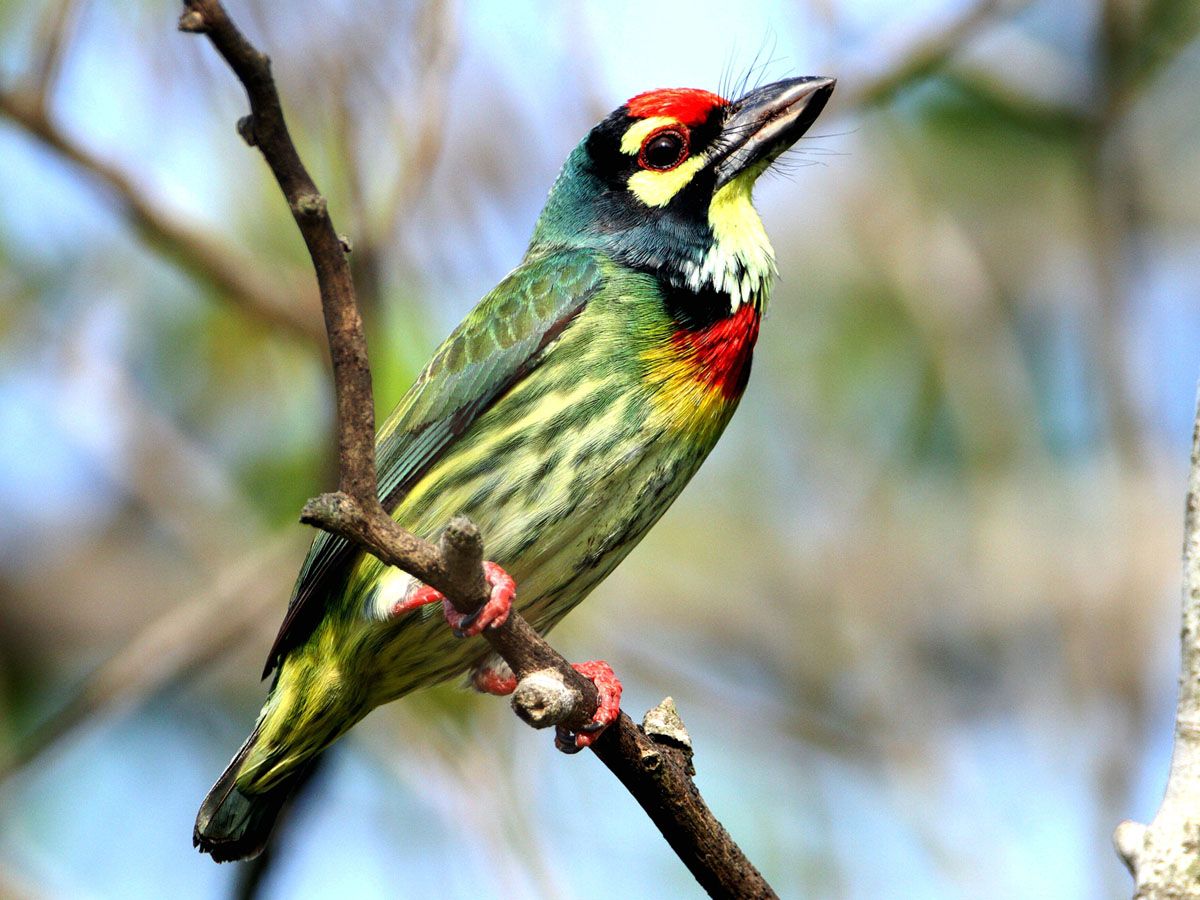 Image of Coppersmith Barbet