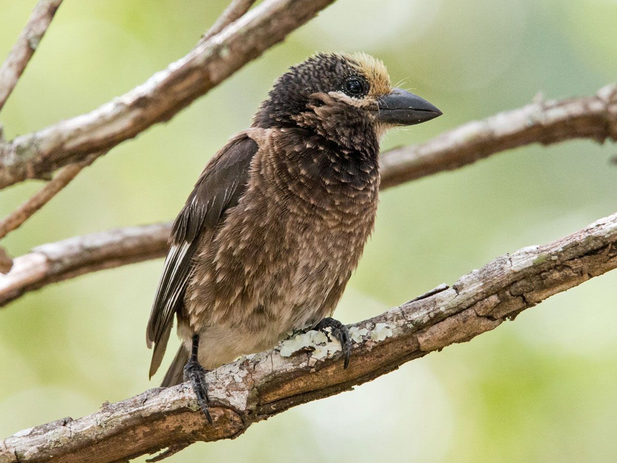 Image of Whyte's Barbet