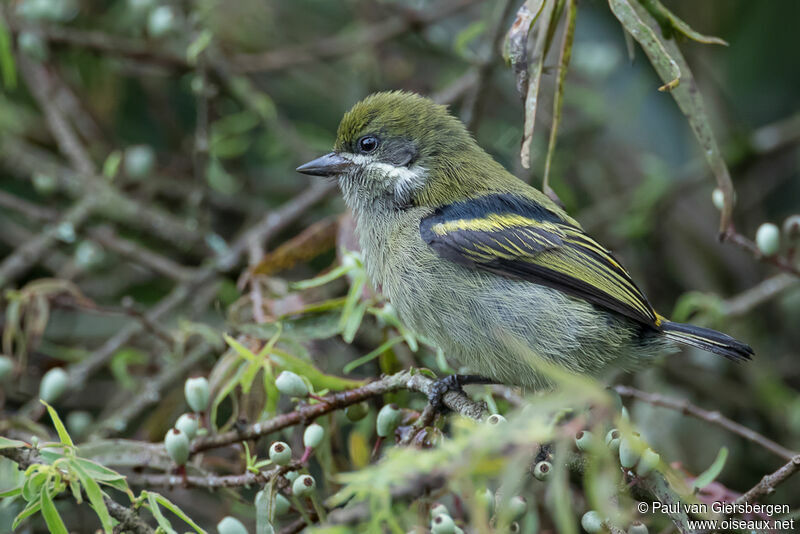 Image of Moustached Green Tinkerbird