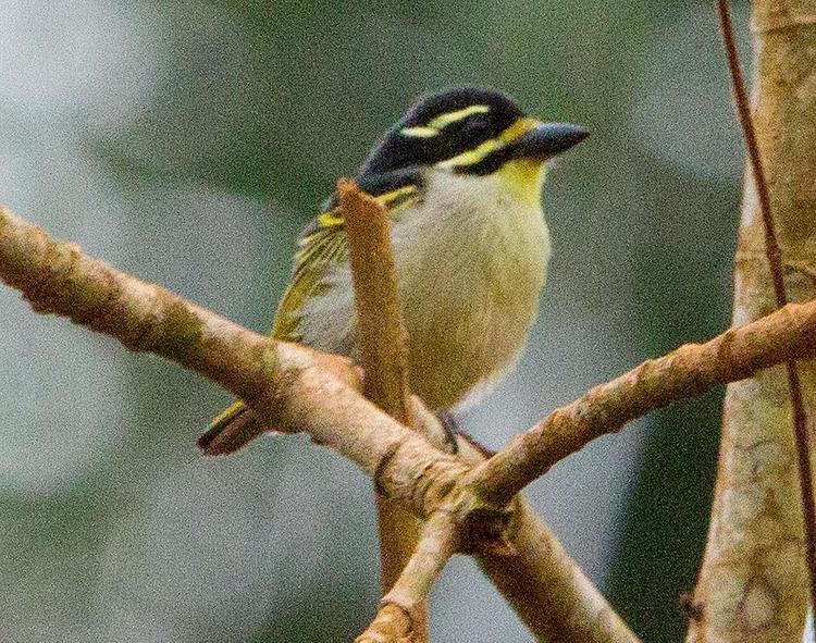 Image of Yellow-throated Tinkerbird