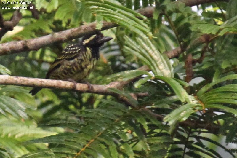 Image of Yellow-spotted Barbet