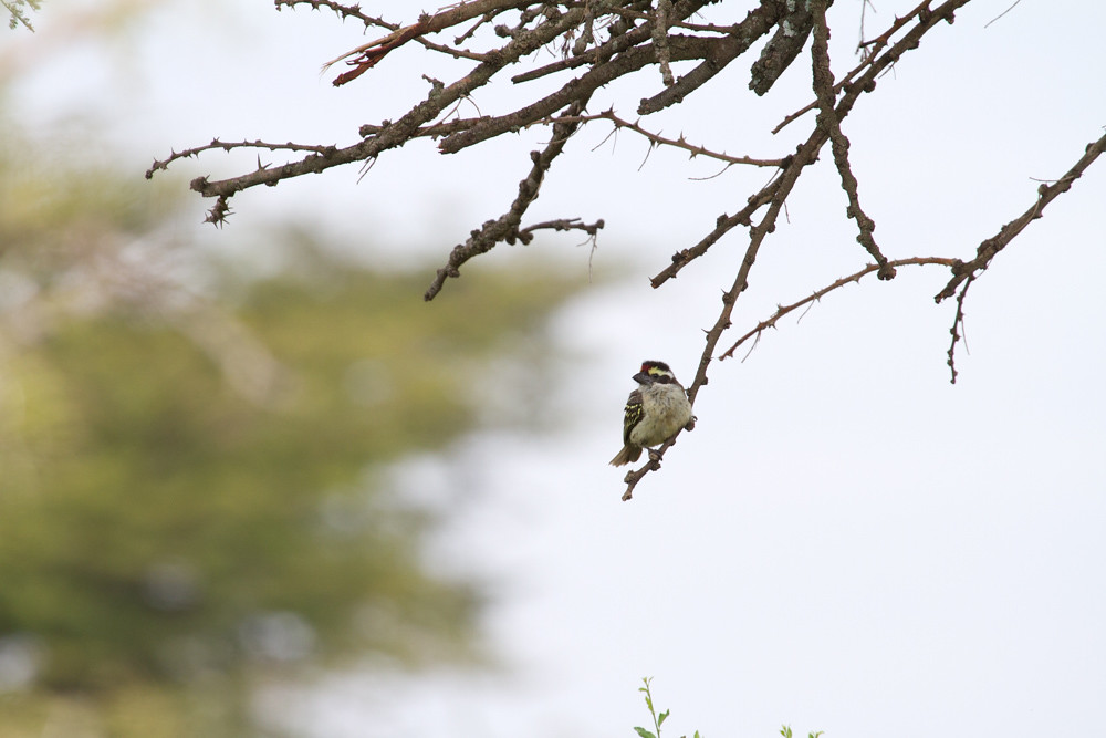 Image of Red-fronted Barbet