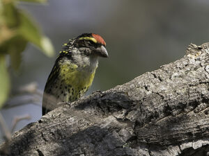 Image of Miombo Pied Barbet