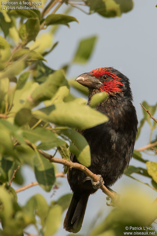 Image of Red-faced Barbet