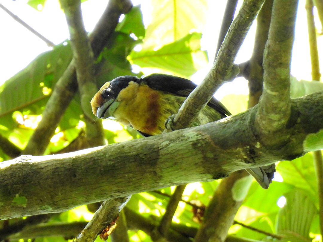 Image of Brown-chested Barbet