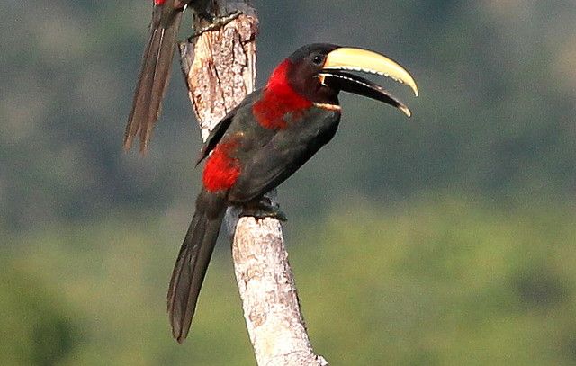 Image of Eastern Red-necked Aracari