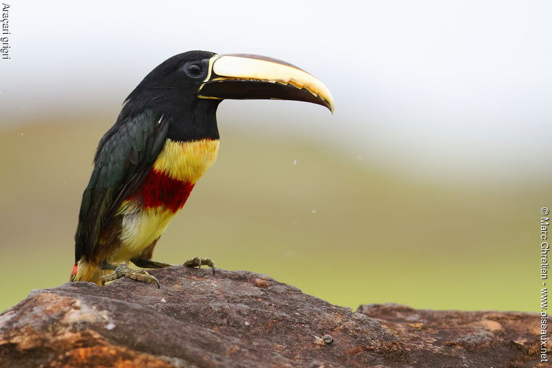 Image of Black-necked Aracari