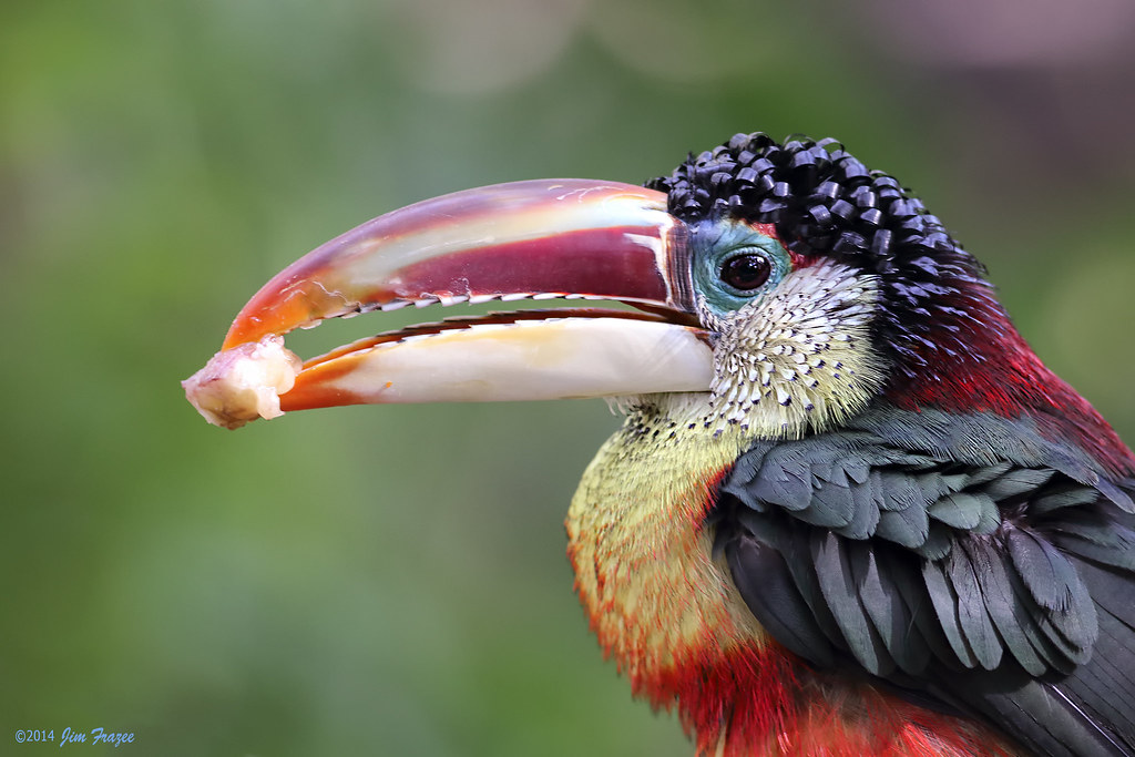 Image of Curl-crested Aracari