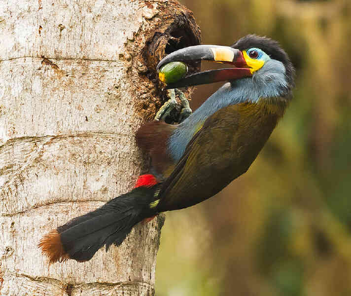 Image of Plate-billed Mountain-toucan